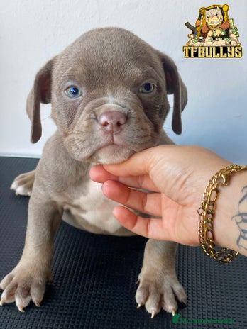 American Bully perros en Cantabria - Anuncio 2