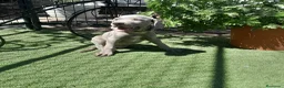 Weimaraner perros en venta: BRACO DE WEIMAR - Anuncio 18