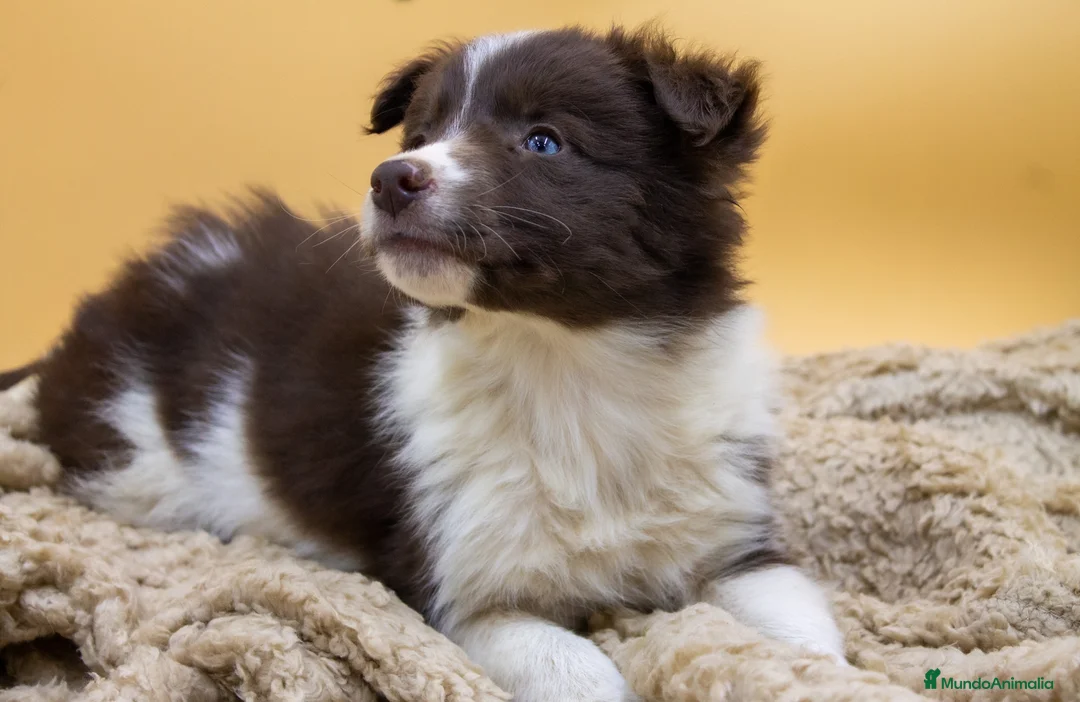 Border Collie perros en venta: BORDER COLLIE CHOCOLATE CAMADA - Anuncio 5
