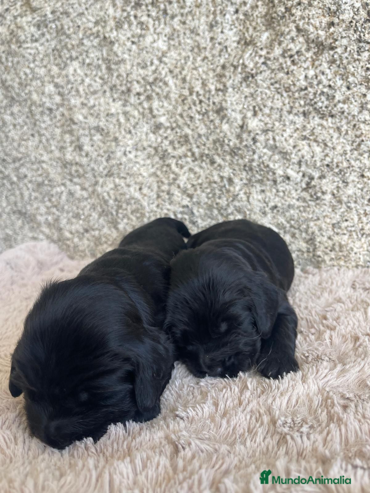 Cocker Spaniel Inglés perros Coker Negro  - Anuncio 2