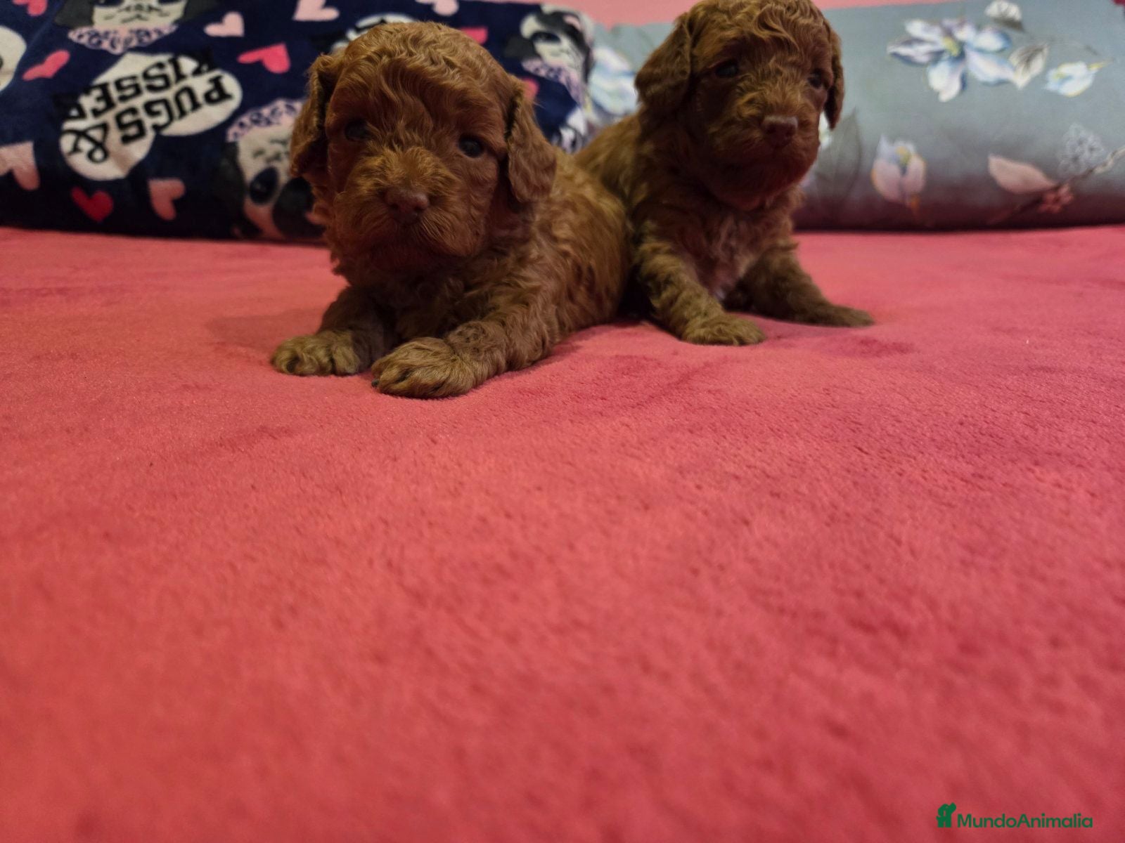 Caniche Toy perros ‼️‼️CANICHE TOY APRICOT 50% ASIÁTICOS  - Anuncio 3