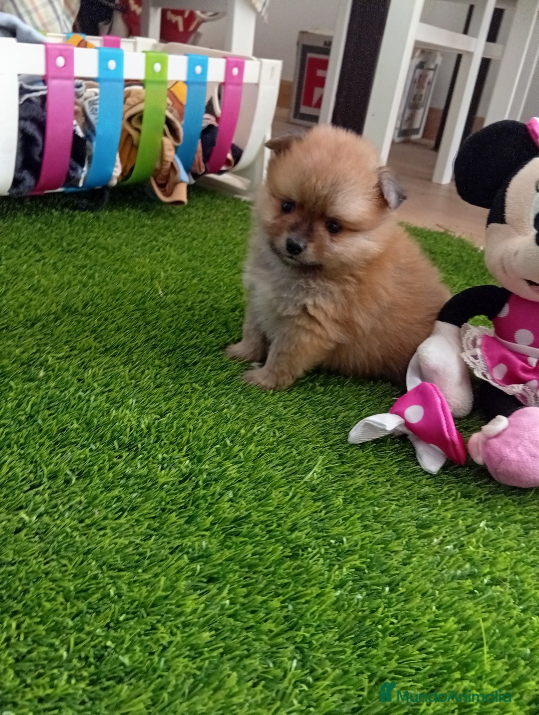 Pomerania perros en venta: PRECIOSA POMERANIA MINI - Anuncio 2