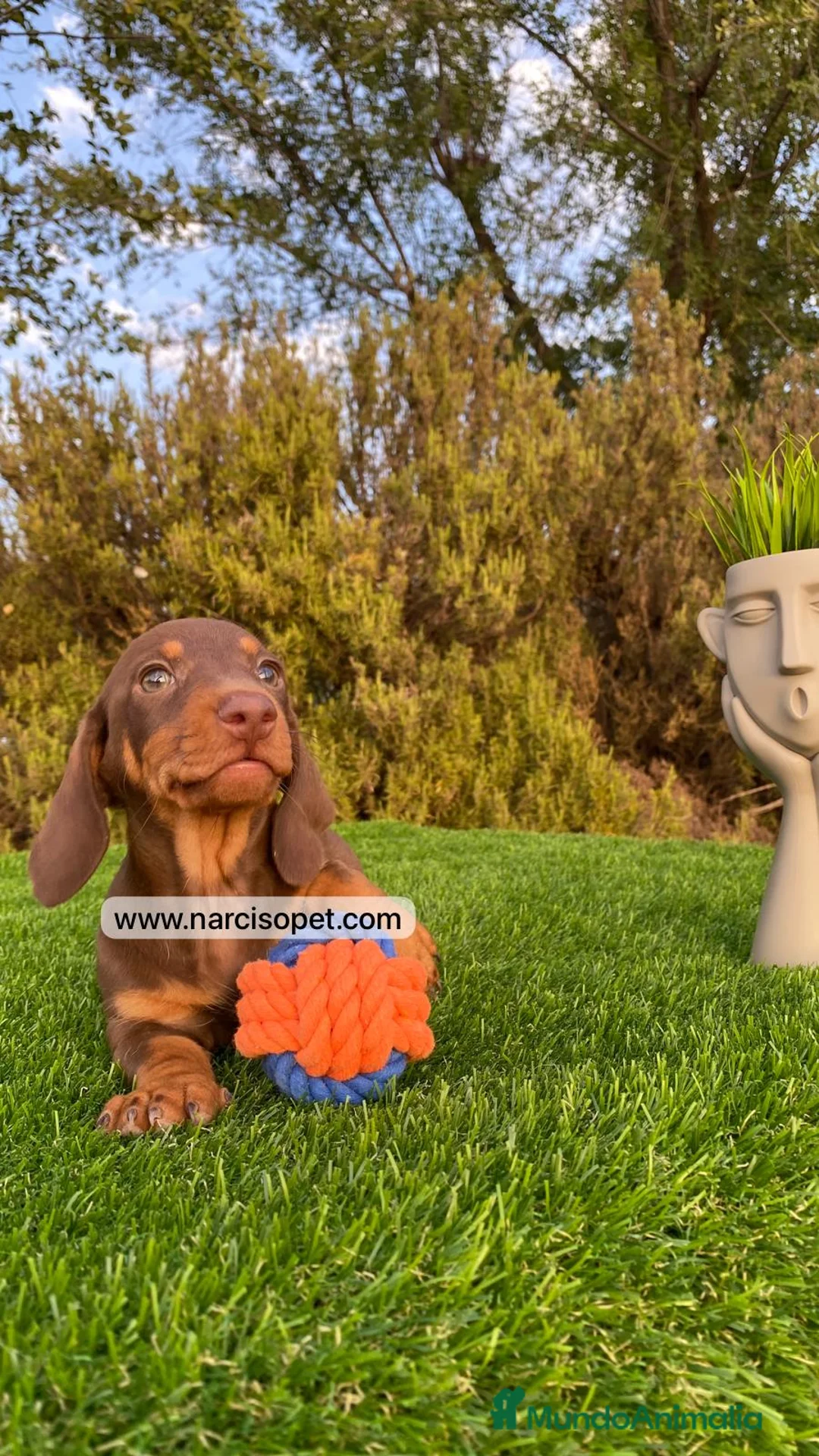 Teckel Miniatura perros en venta: TECKEL CHOCOLATE EXCELENTE LINEA - Anuncio 2