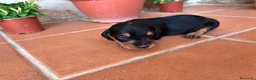 Teckel perros en venta: teckel pelo jabali - Anuncio 2