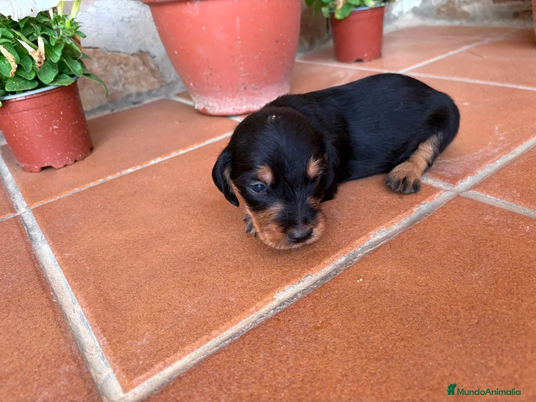 Teckel perros en venta: teckel pelo jabali - Anuncio 2