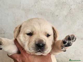 Labrador Retriever perros Preciosos labradores disponibles - Anuncio 9