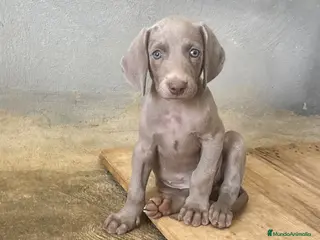 Weimaraner perros CACHORROS DE BRACO DE WEIMAR - Anuncio 2