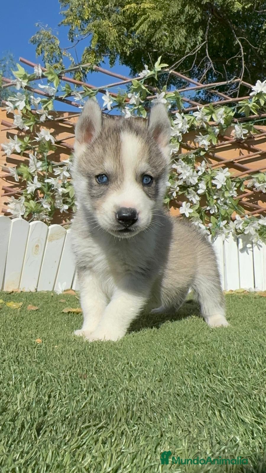 Husky Siberiano perros en venta: HUSKY SIBERIANO  - Anuncio 3