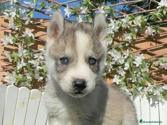 Husky Siberiano perros en venta: HUSKY SIBERIANO - Anuncio 1