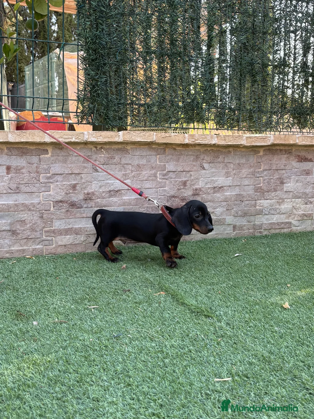 Teckel perros en venta: Cachorro teckel  - Anuncio 6