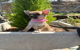 Chihuahua perros en venta: Chihuahua Hembra Disponible  - Imagen 4