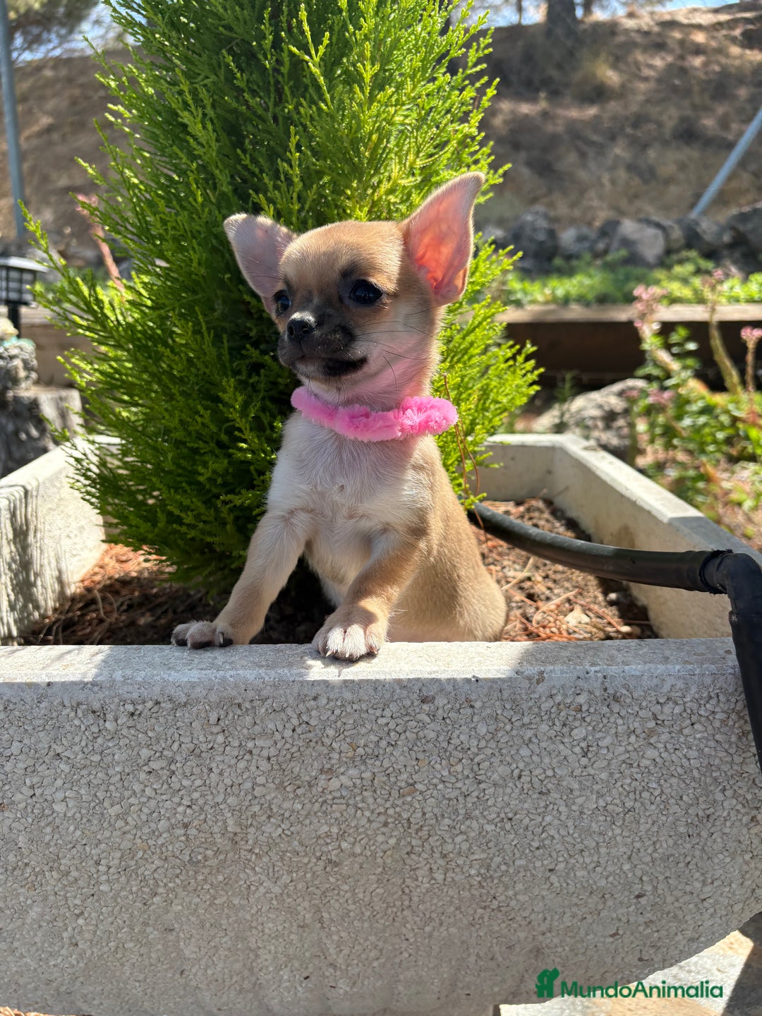 Chihuahua perros en venta: Chihuahua Hembra Disponible  - Imagen 4