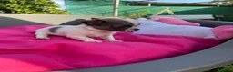 Chihuahua perros en venta: PRECIOSOS CHIHUAHUA RUSO Y ASIÁTICO       - Anuncio 4