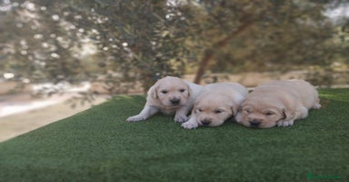 Golden Retriever perros - Anuncio 16
