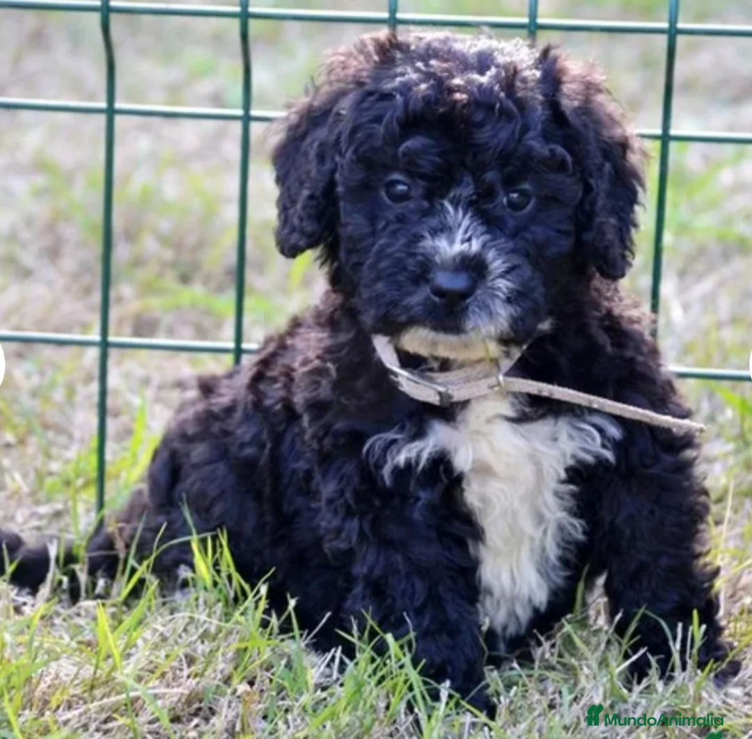 Perro de Agua Español perros en venta: CACHORRO PERRO DE AGUA ESPAÑOL  - Anuncio 1