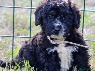 Perro de Agua Español perros CACHORRO PERRO DE AGUA ESPAÑOL - Anuncio 2
