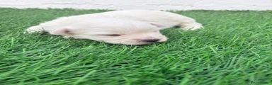 West Highland White Terrier 2