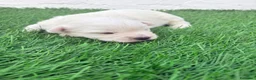 West Highland White Terrier perros en venta: West Highland White Terrier en Madrid - Anuncio 17
