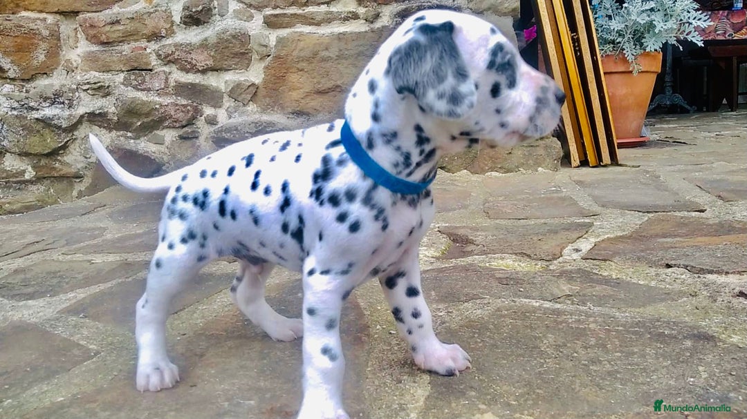 Dálmata perros en venta: Dalmata macho  - Imagen 4