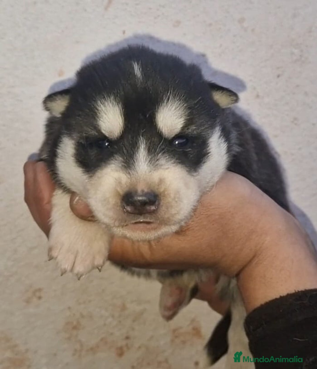 Husky Siberiano perros en venta: cachorros de husky siberiano - Imagen 18