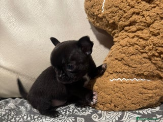 Chihuahua perros Chihuahua - Anuncio 1