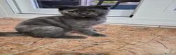 Británico de Pelo Corto gatos en venta: Maravillosos scottich fold y Brittich - Anuncio 3