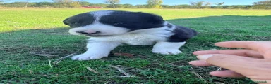 Border Collie 3