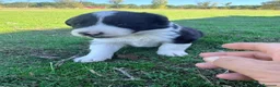 Border Collie perros en venta: Border collie - Anuncio 34