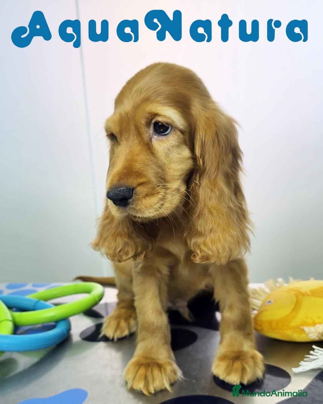 Cocker Spaniel Inglés perros Cocker Spaniel Macho - Anuncio 2