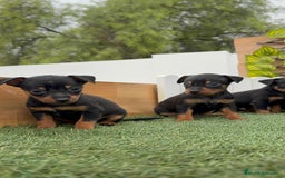 Pinscher Miniatura perros en venta: Pinscher - Imagen 36
