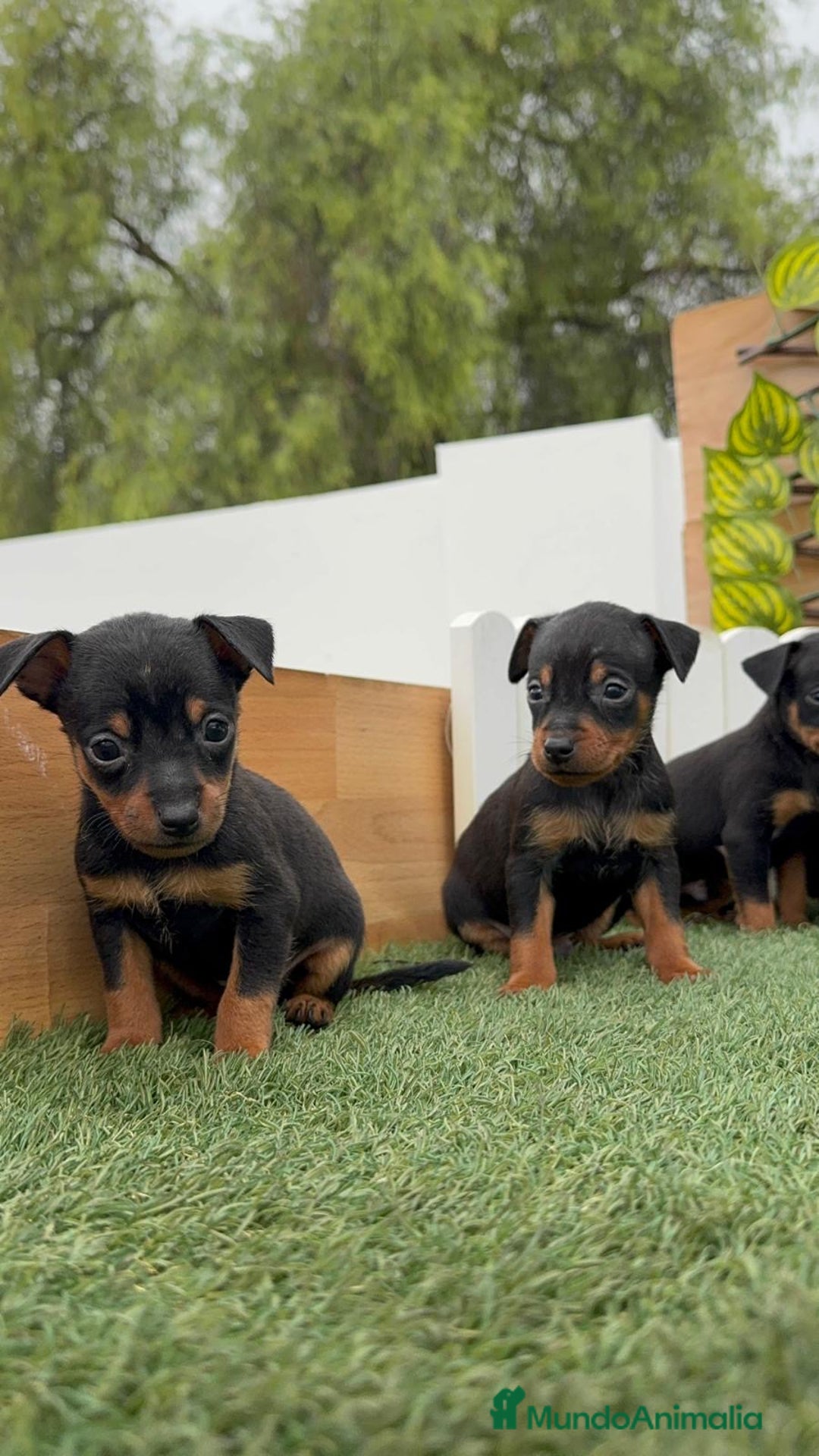 Pinscher Miniatura perros en venta: Pinscher - Imagen 36