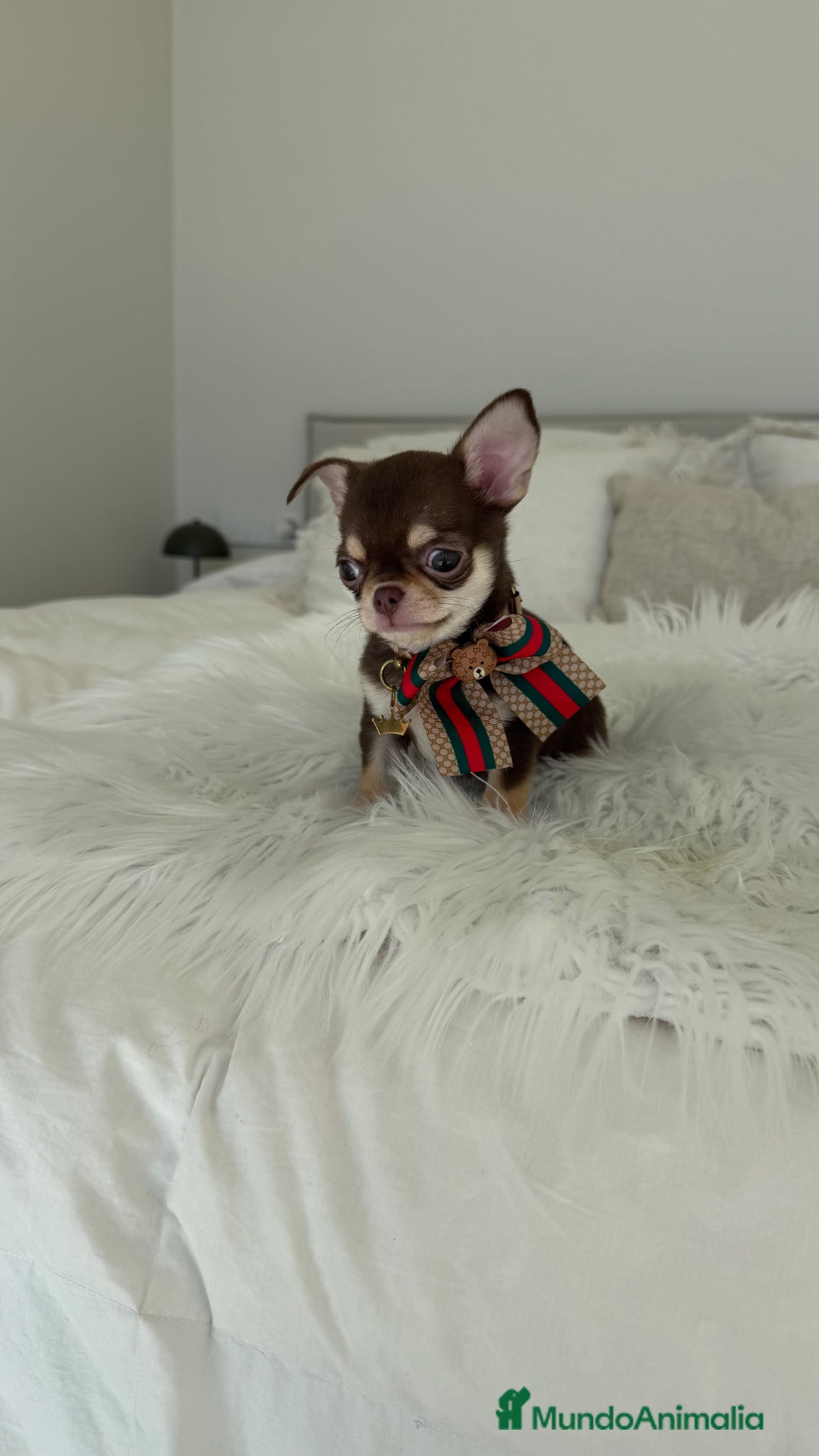 Chihuahua perros Chihuahua chocolate - Anuncio 1