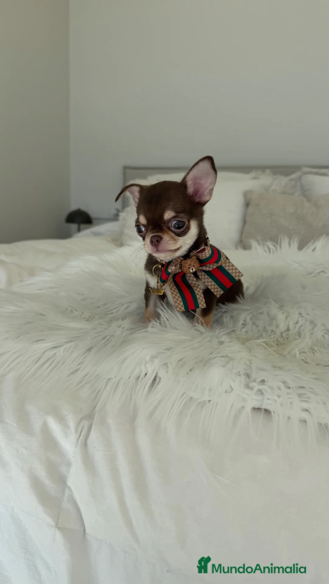 Chihuahua perros en venta: Chihuahua chocolate - Anuncio 1