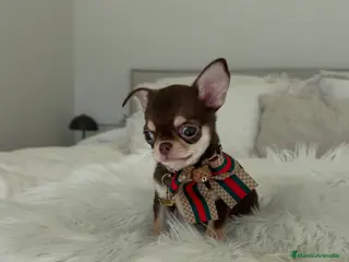 Chihuahua perros Chihuahua chocolate - Anuncio 1