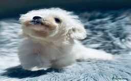Bichón Maltés perros en venta: Bichon maltés toy  - Imagen 4