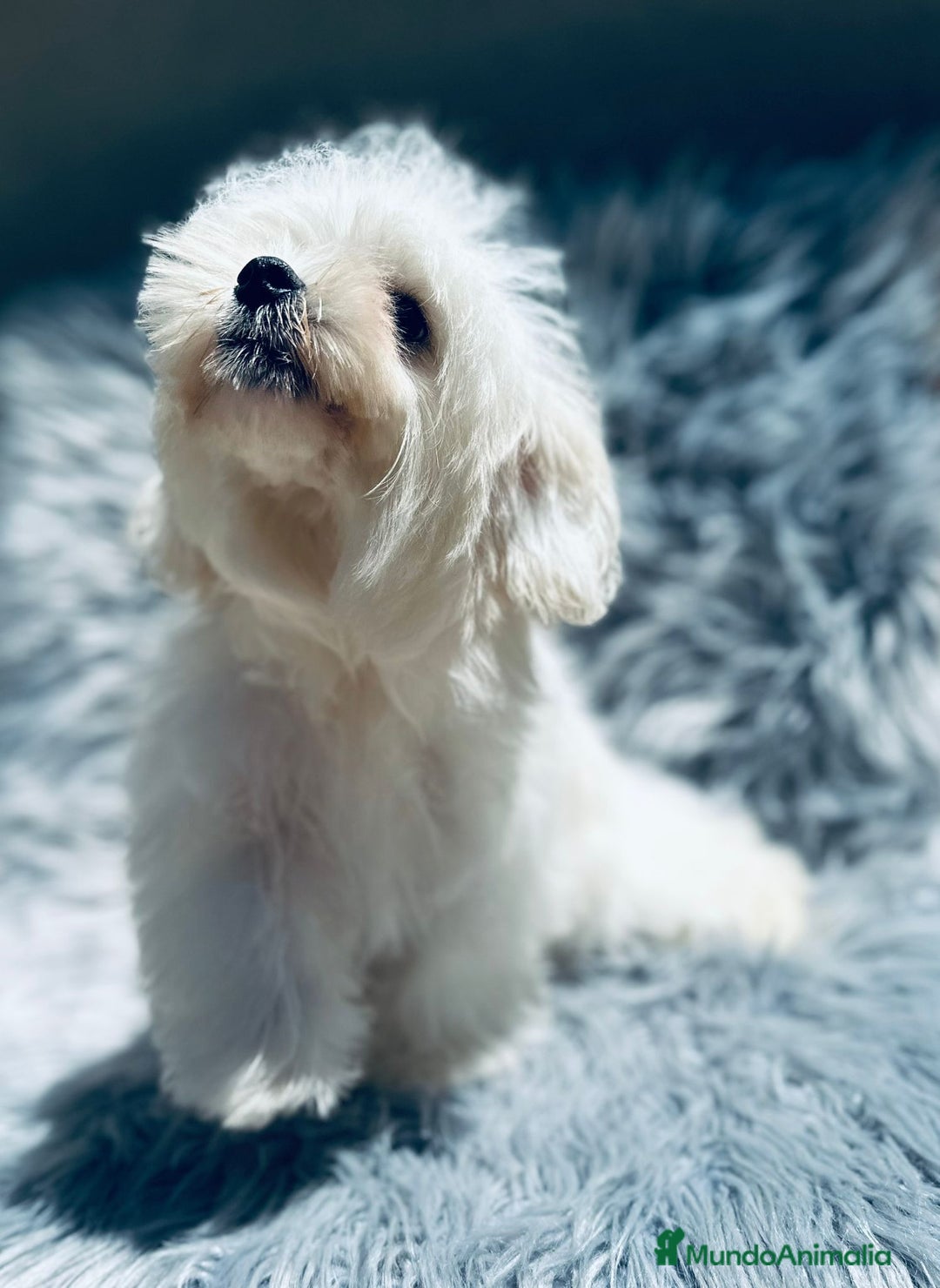 Bichón Maltés perros en venta: Bichon maltés toy  - Imagen 4