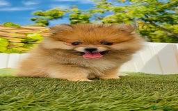 Pomerania perros en venta: POMERANIA MACHO - Imagen 18