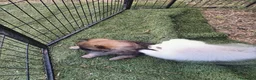 Pomerania perros en venta: Pomerania  - Anuncio 6
