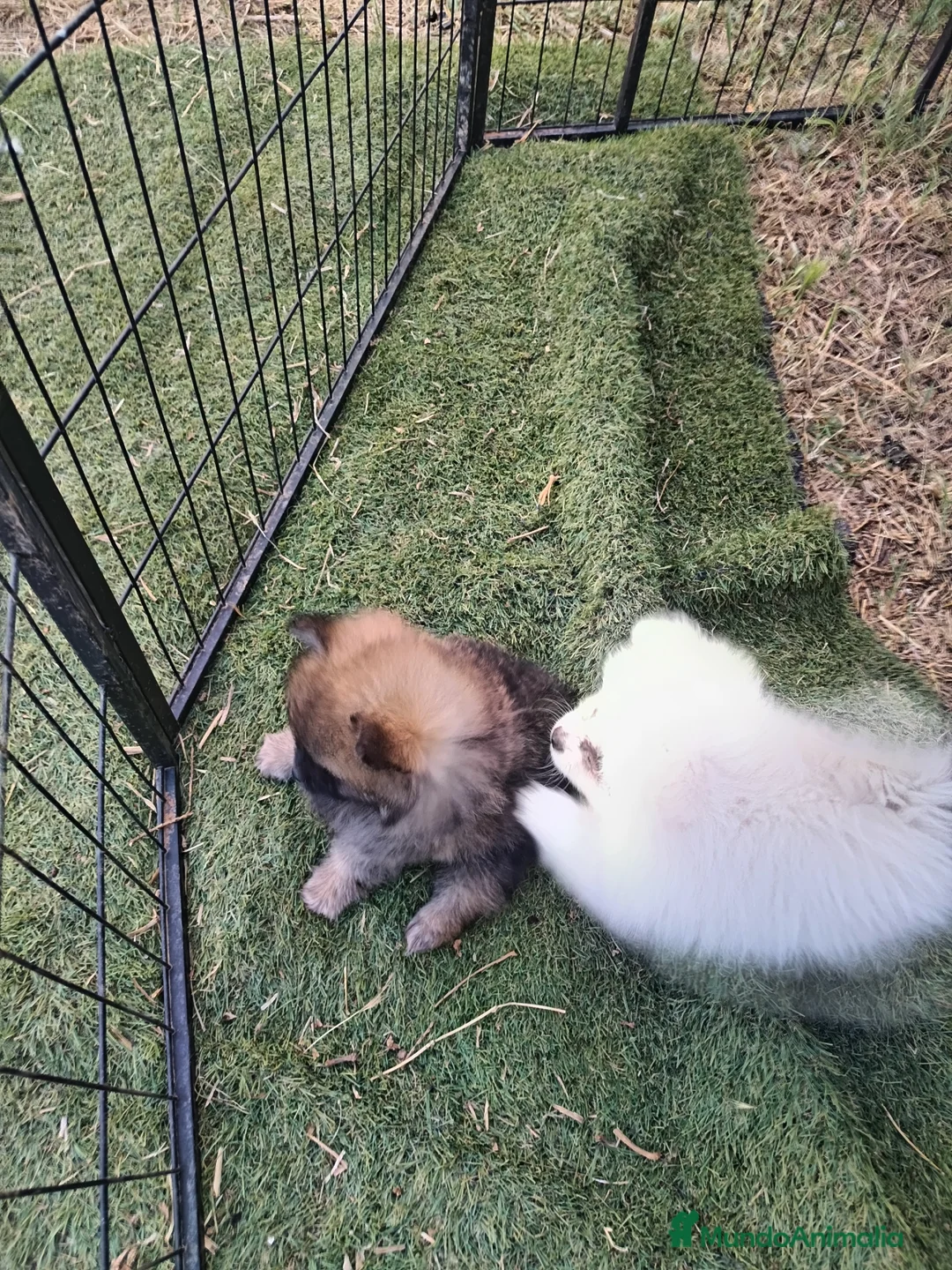 Pomerania perros en venta: Pomerania  - Anuncio 6