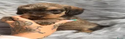 Teckel Miniatura perros en venta: Teckel pelo duro  - Anuncio 1