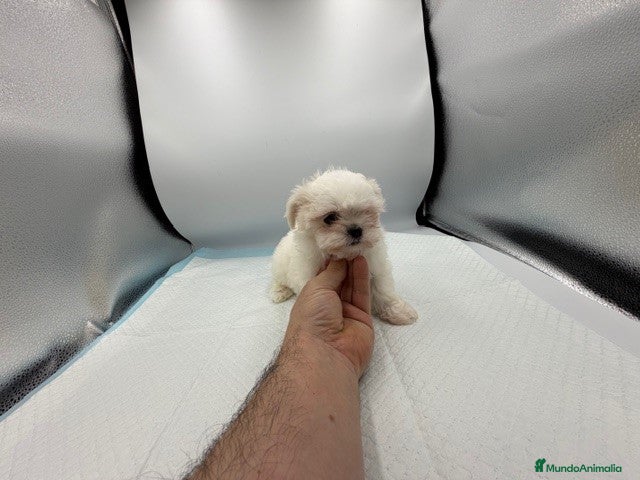 Bichón Maltés perros bichon maltes americanos/koreanos - Anuncio 2