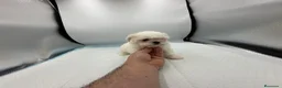 Bichón Maltés perros en venta: bichon maltes americanos/koreanos - Anuncio 1