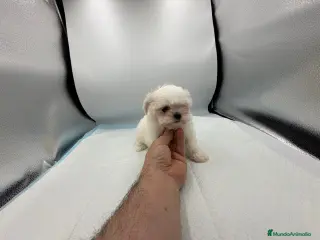 Bichón Maltés perros bichon maltes americanos/koreanos - Anuncio 2