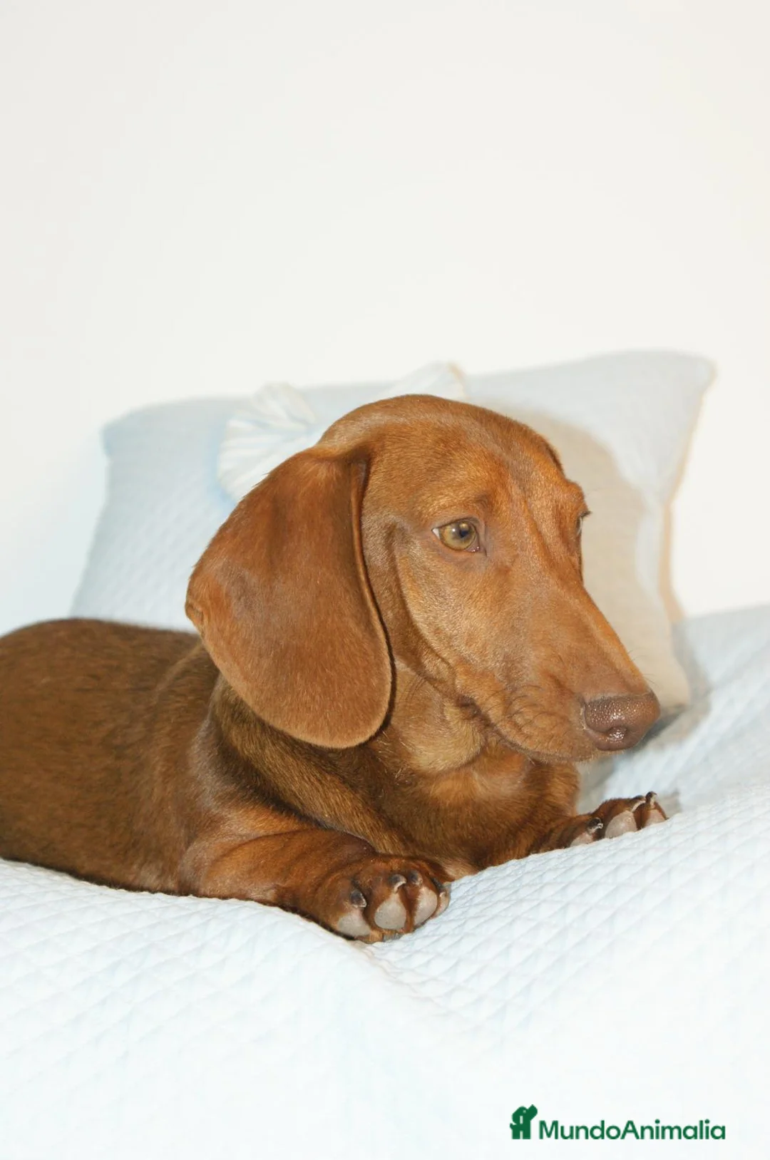 Teckel Miniatura perros en venta: TECKEL MINIATURA ROJO - Anuncio 2