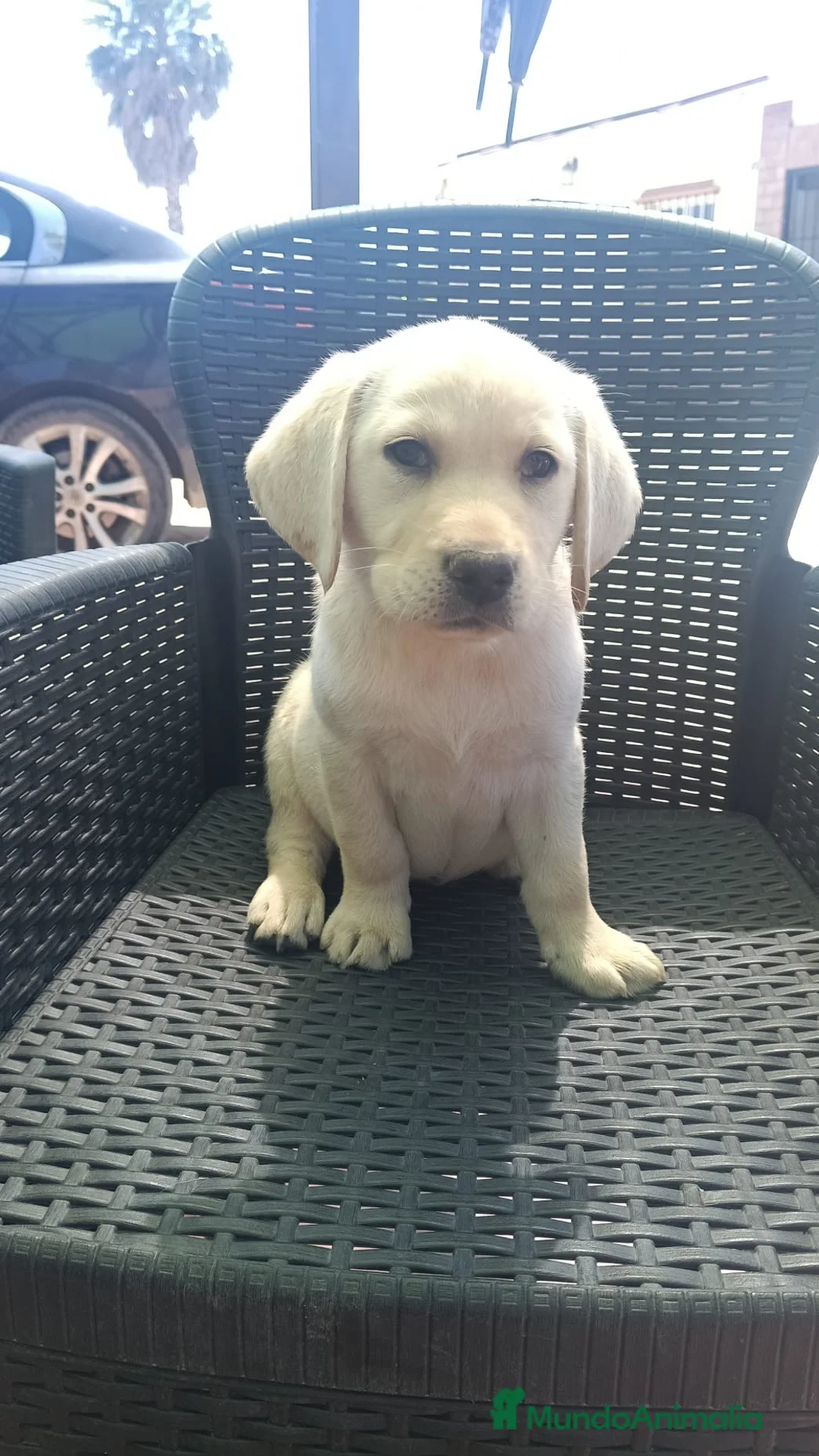 Labrador Retriever perros en venta: Labradora retriever dorada🐶🐾 - Anuncio 2