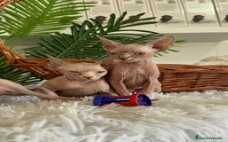Sphynx gatos en venta: GATITAS SPHYNX - Anuncio 10