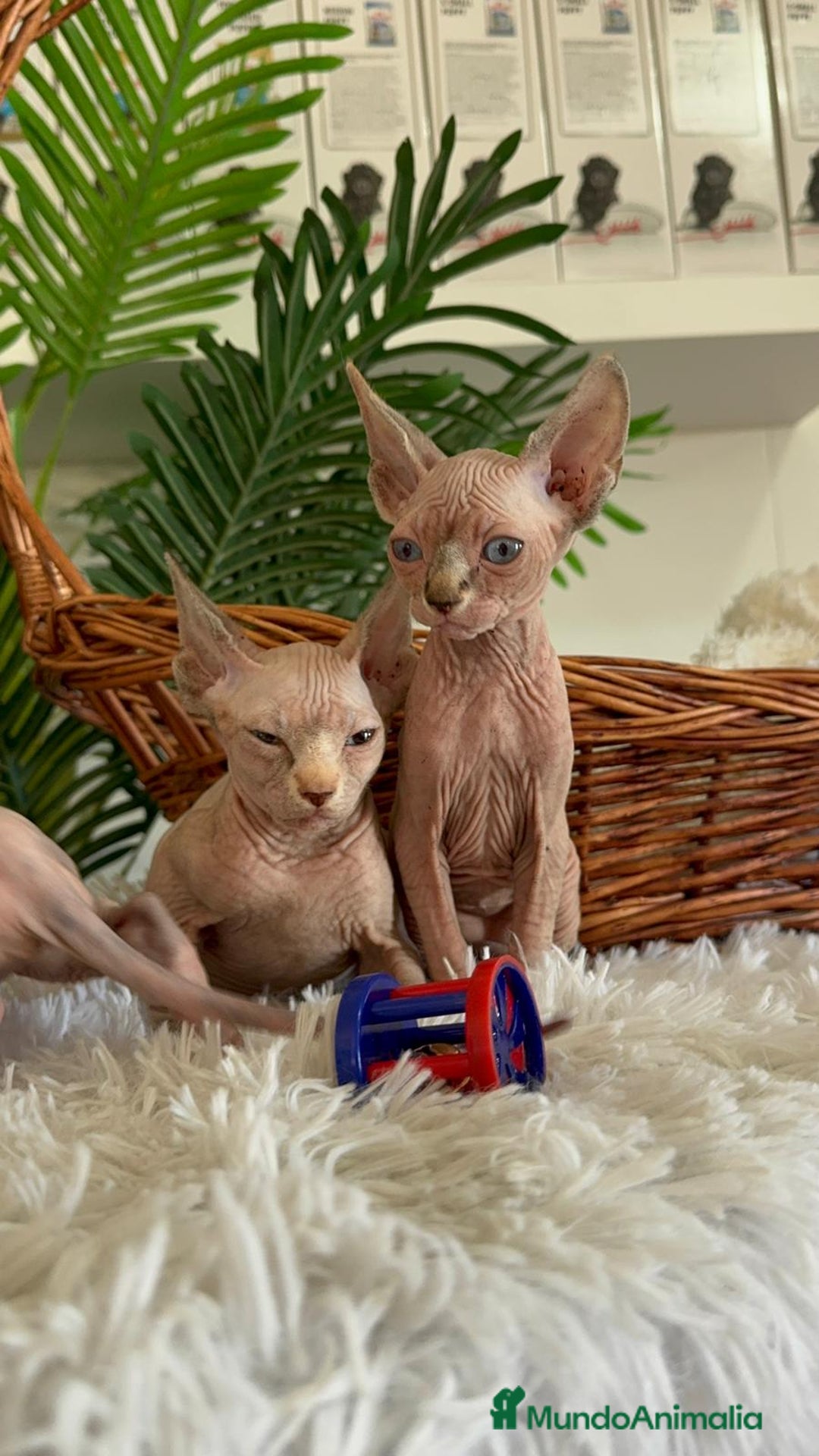 Sphynx gatos en venta: GATITAS SPHYNX - Anuncio 10