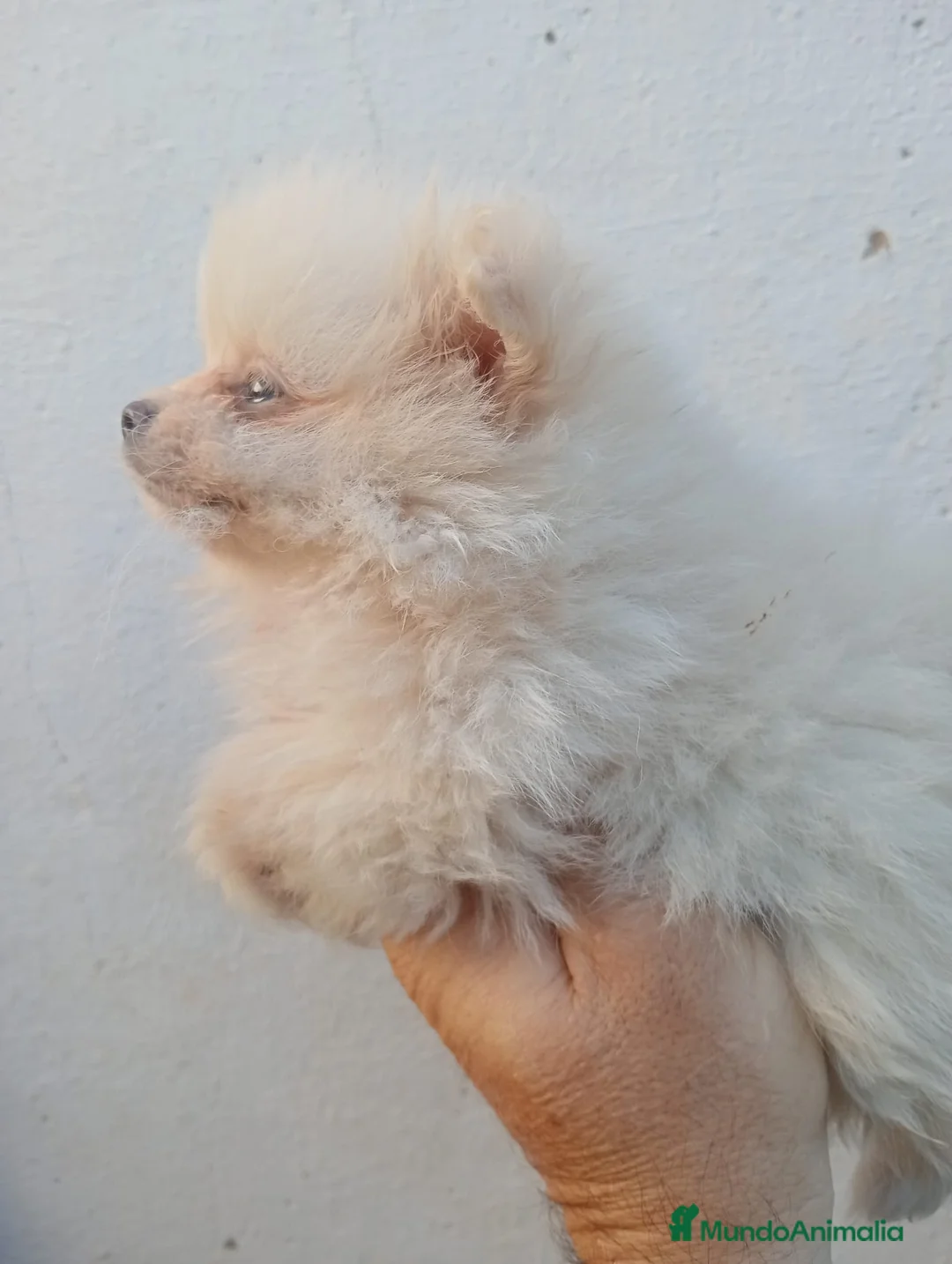 Pomerania perros en venta: Pomerania  - Anuncio 14