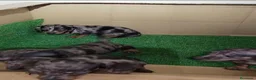 Teckel Miniatura perros en venta: ‼️‼️Disponibles preciosas teckel kaninchen  - Anuncio 1