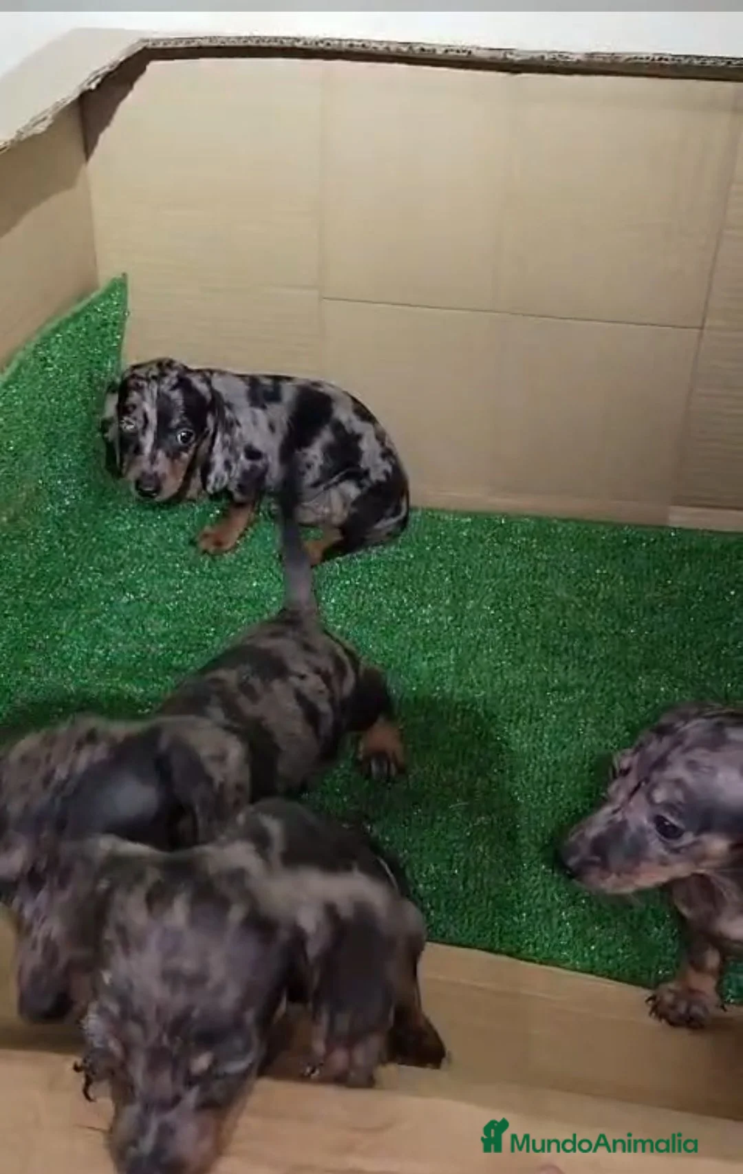 Teckel Miniatura perros en venta: ‼️‼️Disponibles preciosas teckel kaninchen  - Anuncio 1